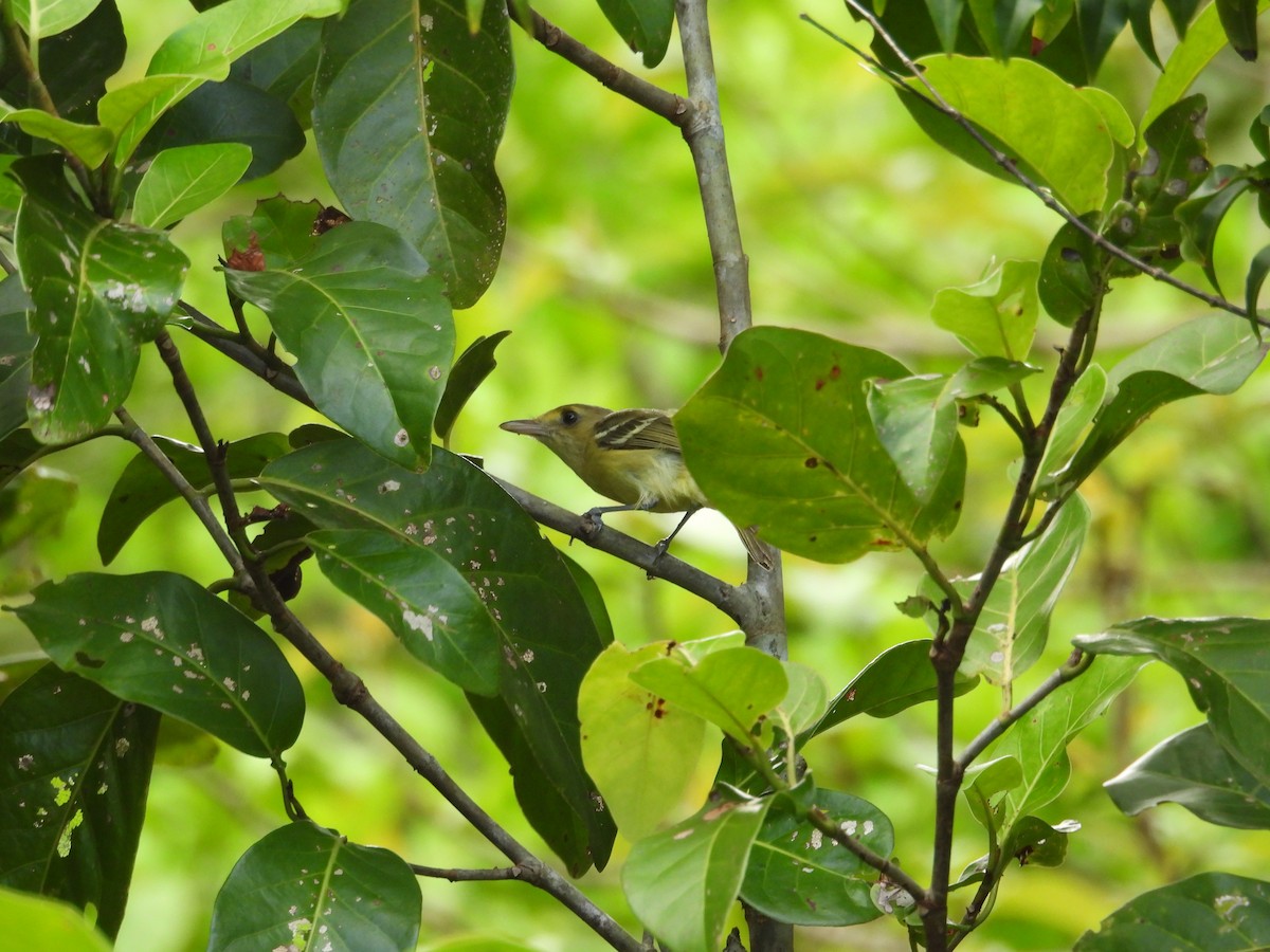 Mangrove Vireo - ML637547460