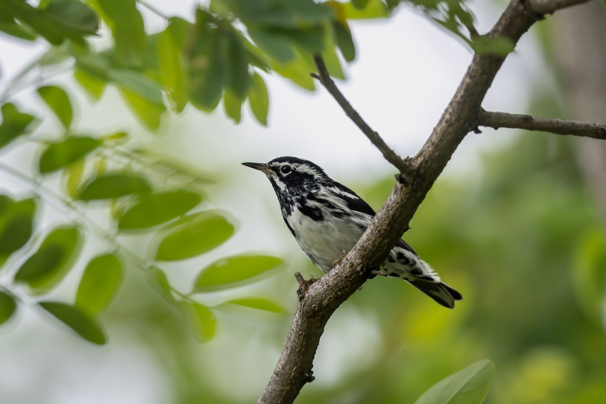 Black-and-white Warbler - ML637547463
