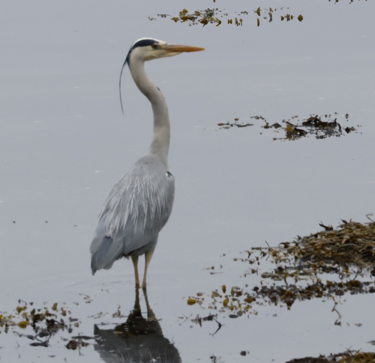 Gray Heron (Gray) - ML637547464