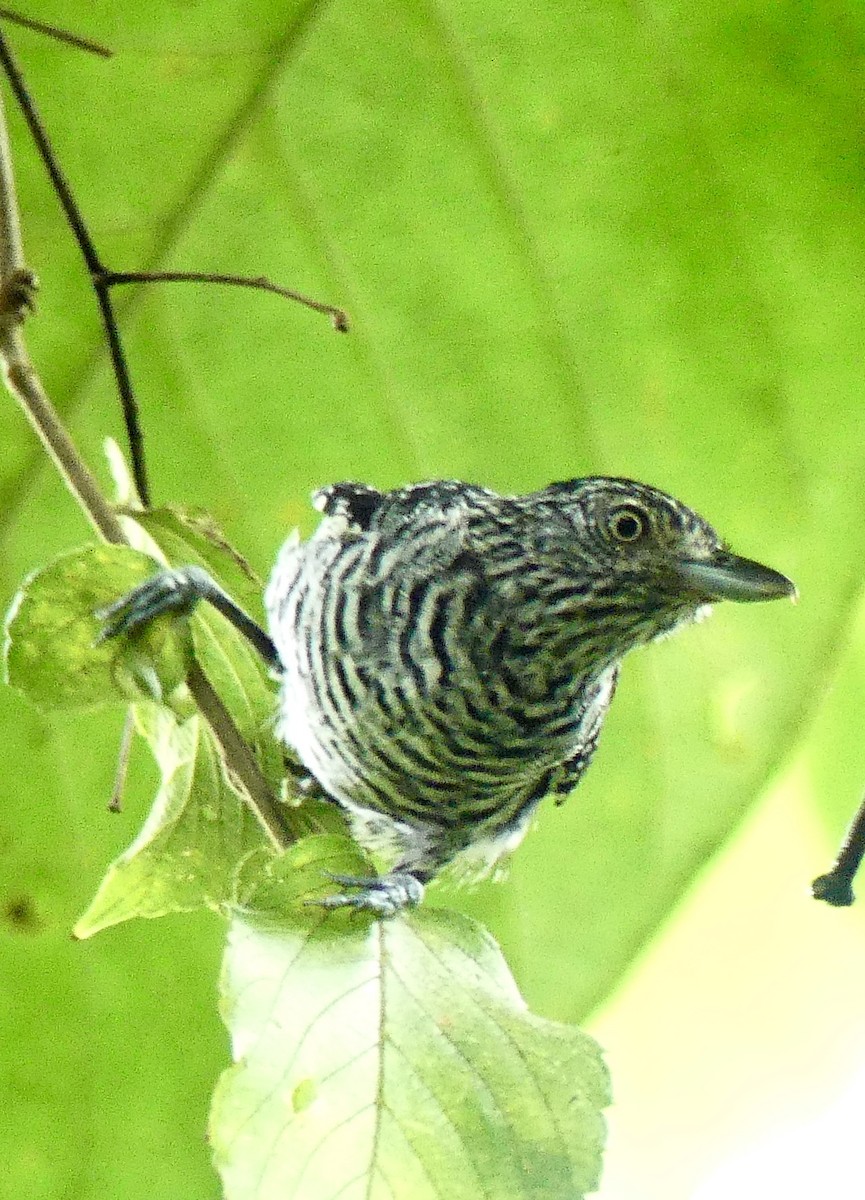 Barred Antshrike - ML637547469