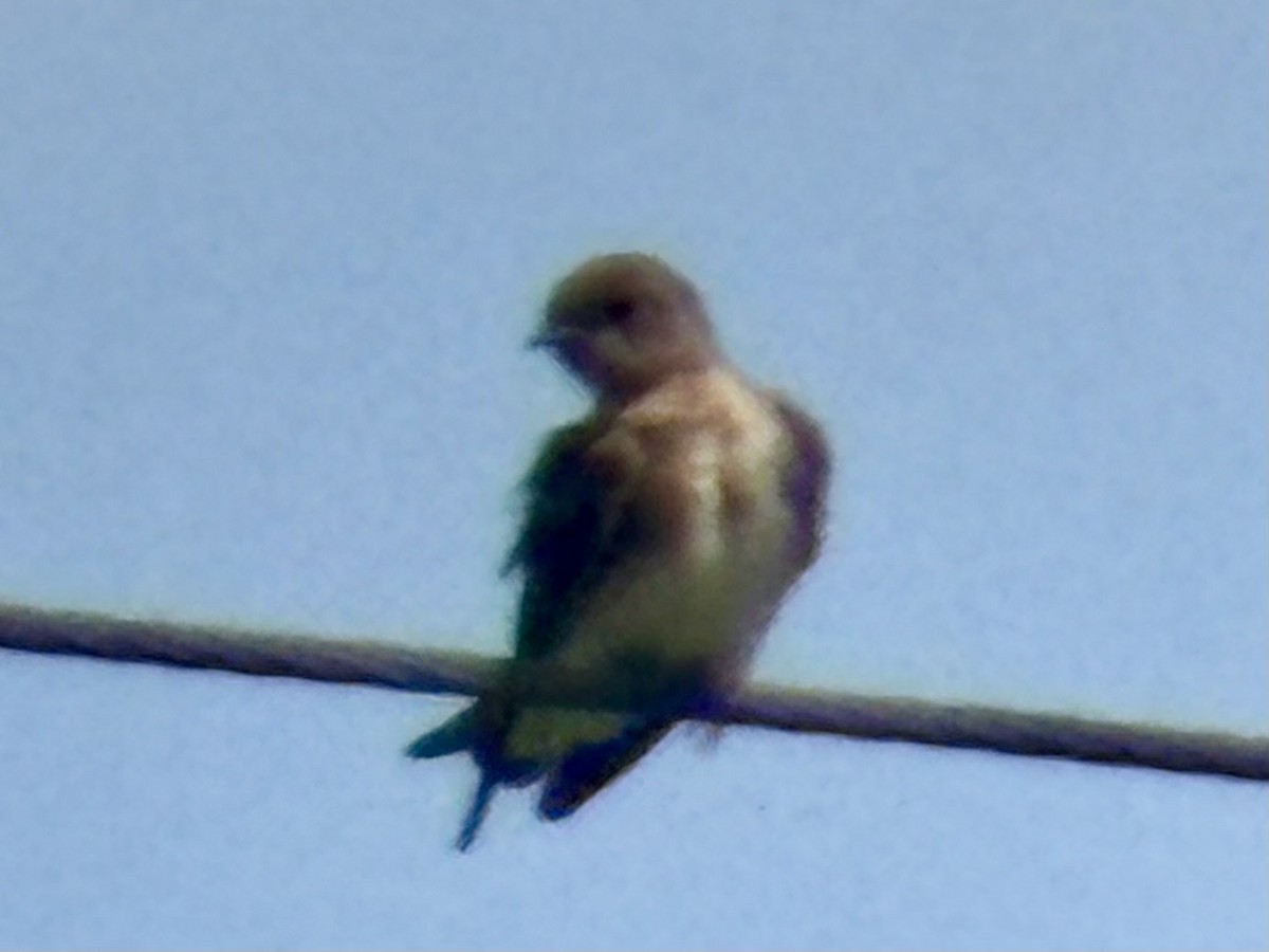 Northern Rough-winged Swallow - ML637547473