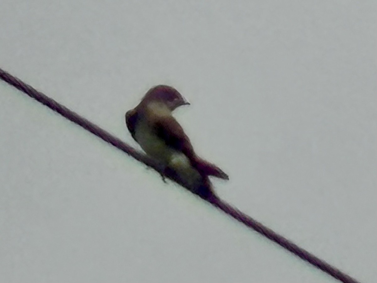 Northern Rough-winged Swallow - ML637547474