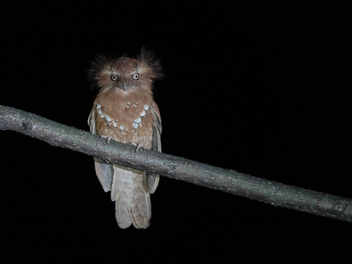 Hodgson's Frogmouth - ML637547479