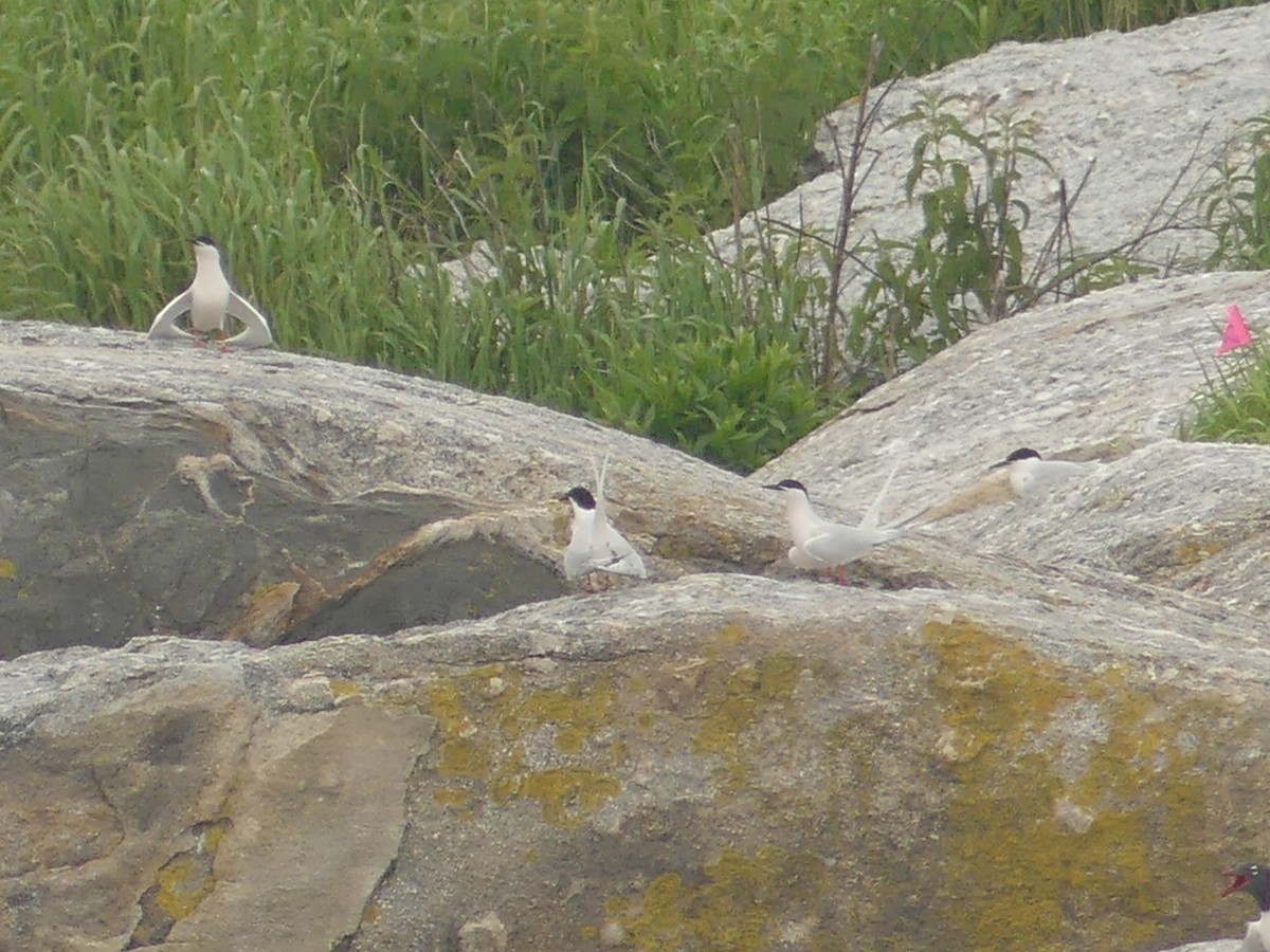 Roseate Tern - ML637547496