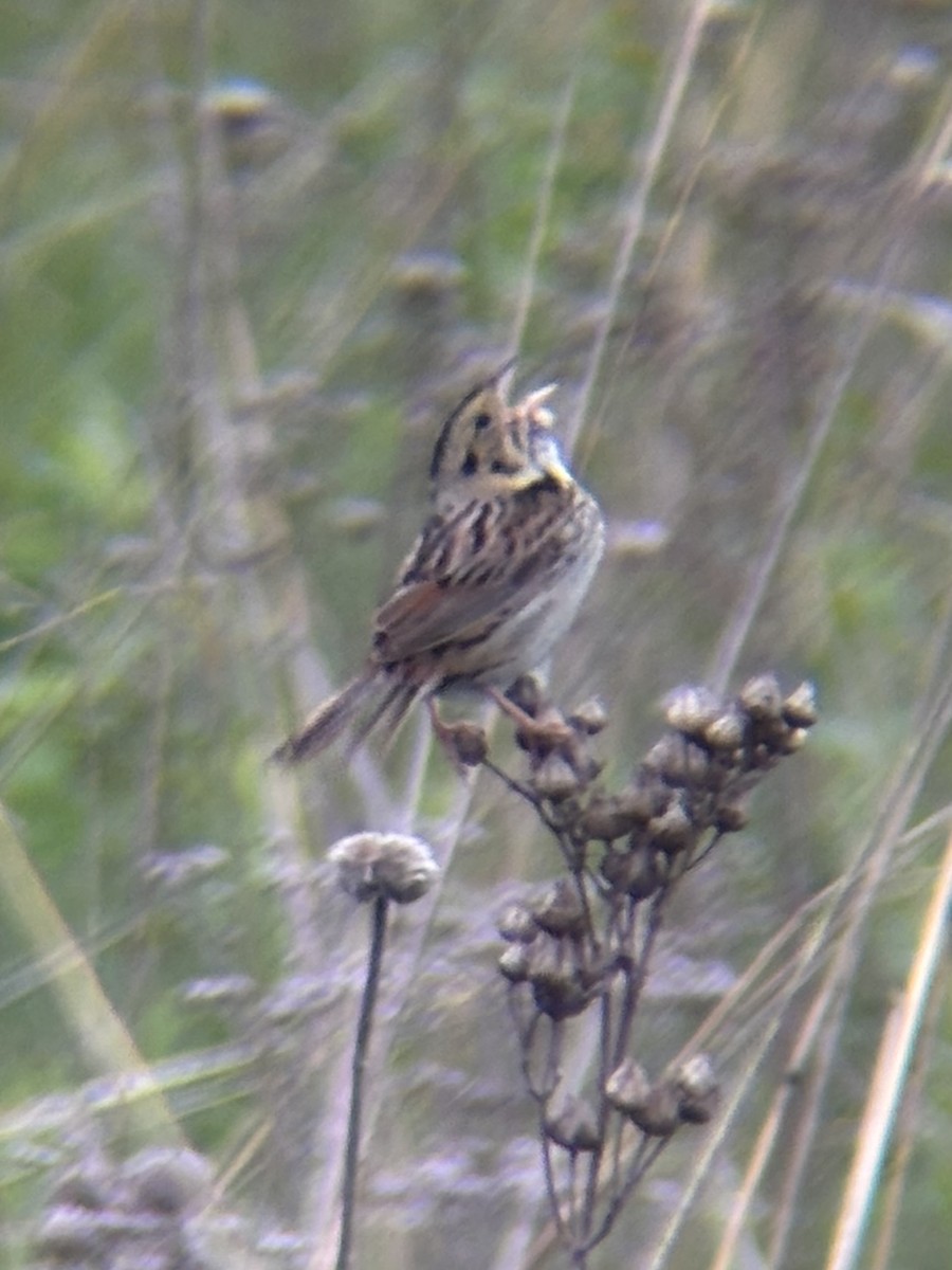 Henslow's Sparrow - ML637547519