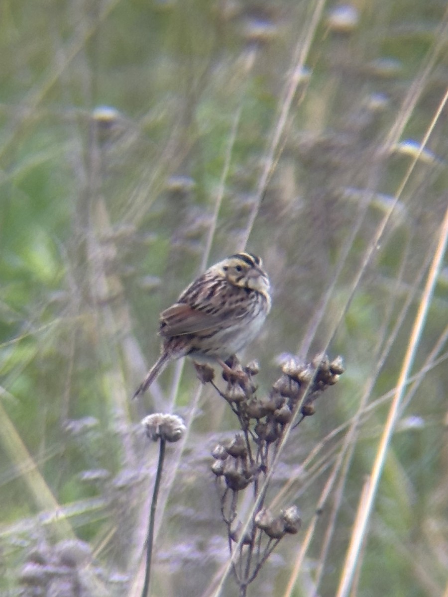 Henslow's Sparrow - ML637547520