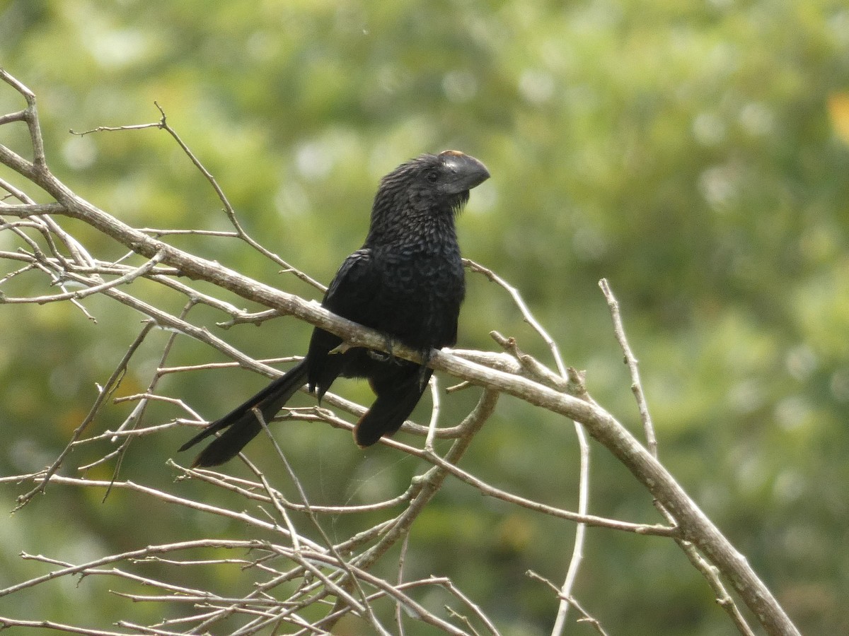 Smooth-billed Ani - ML637547582