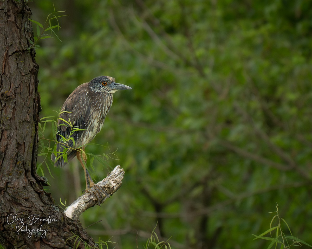 Yellow-crowned Night Heron - ML637547600