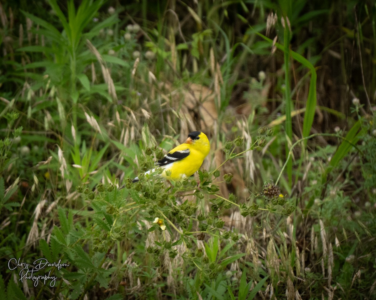 American Goldfinch - ML637547611