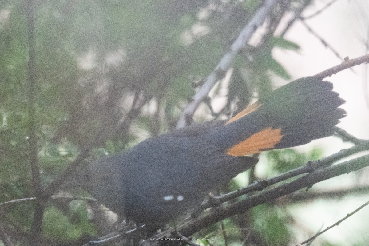 White-bellied Redstart - ML637547630