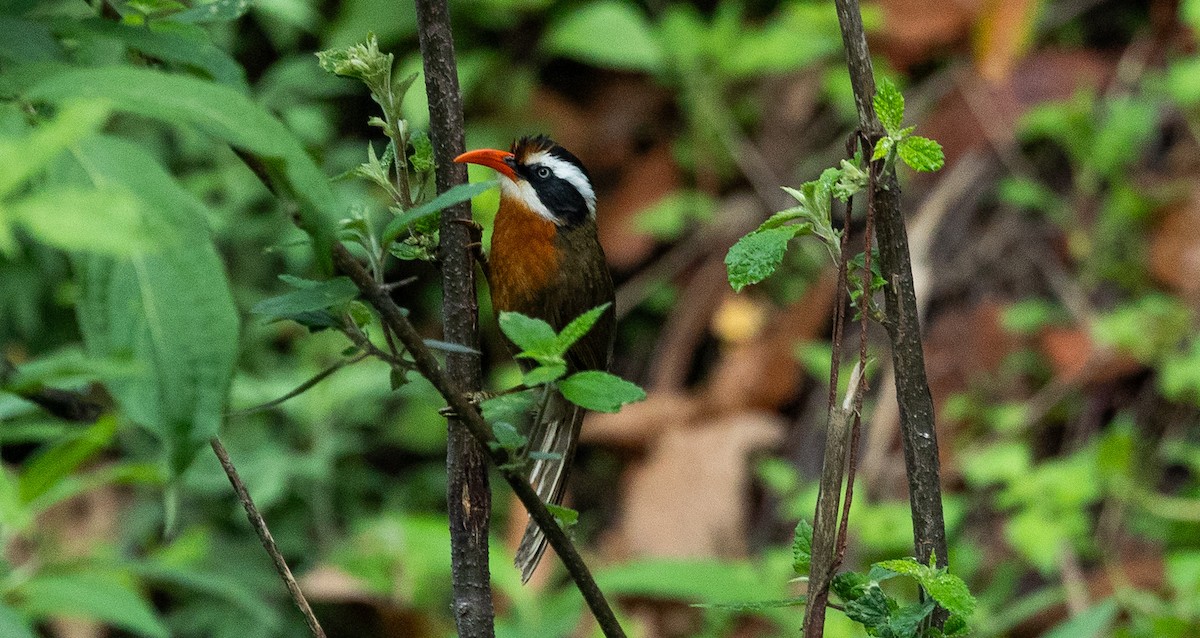 Black-crowned Scimitar-Babbler - ML637547637