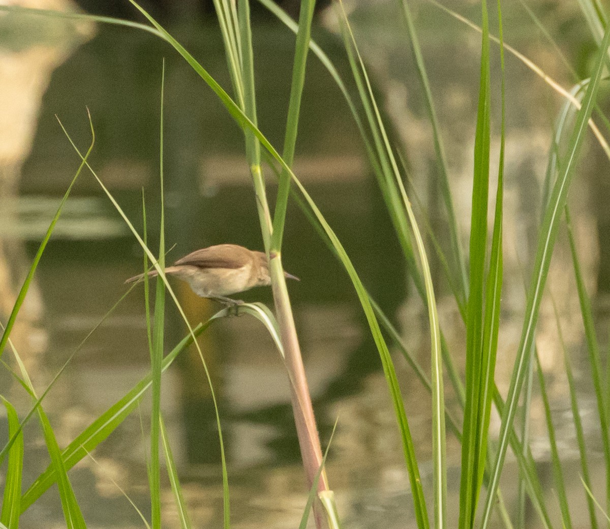 Common Reed Warbler (African) - ML637547638