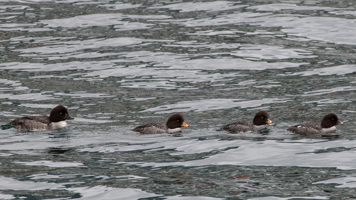 Barrow's Goldeneye - ML637547639