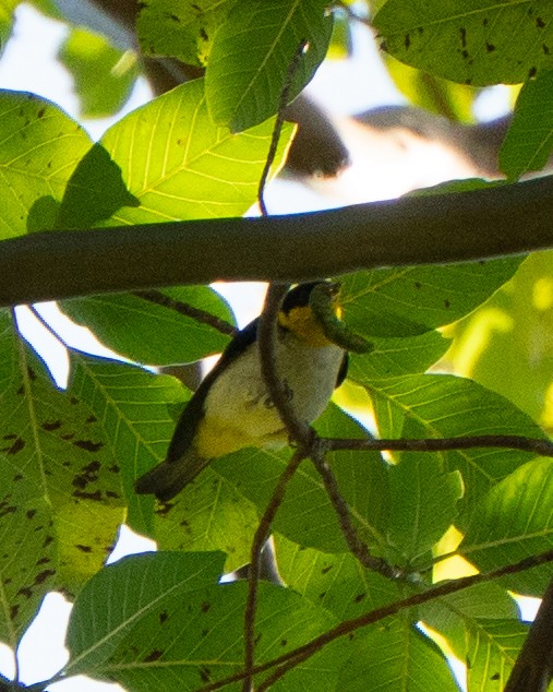 Yellow-backed Tanager - ML637547642