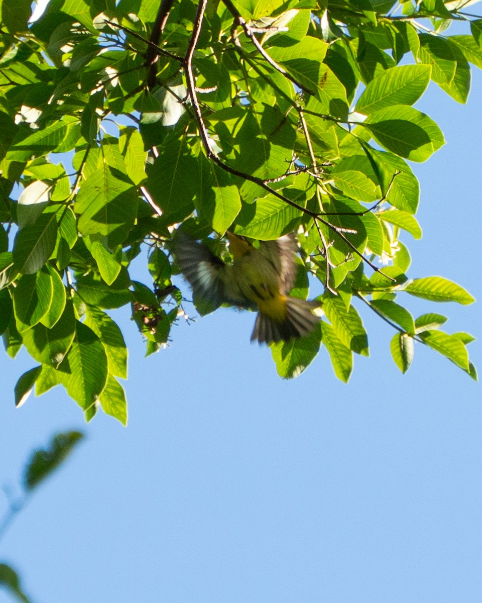 Yellow-backed Tanager - ML637547643