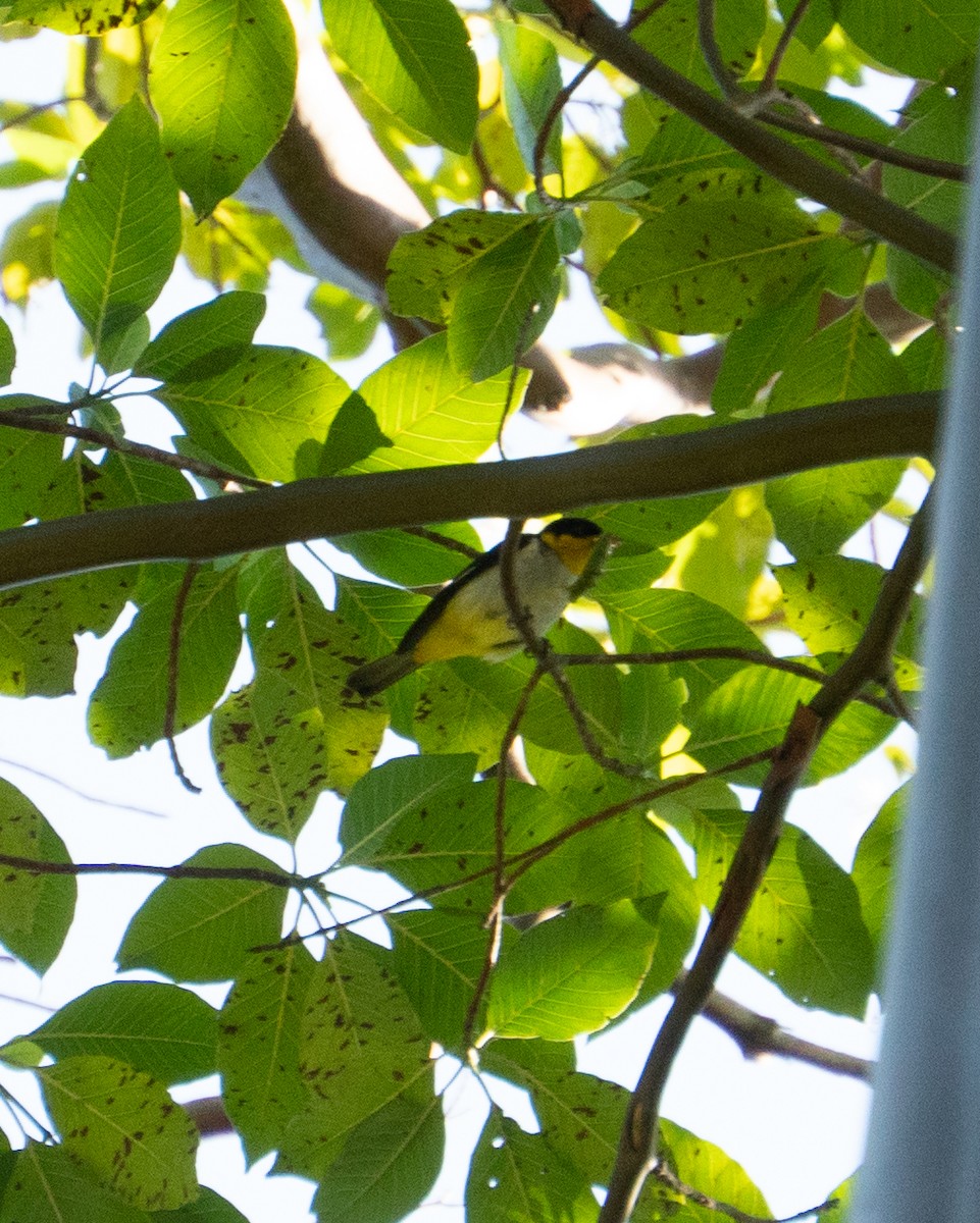 Yellow-backed Tanager - ML637547644
