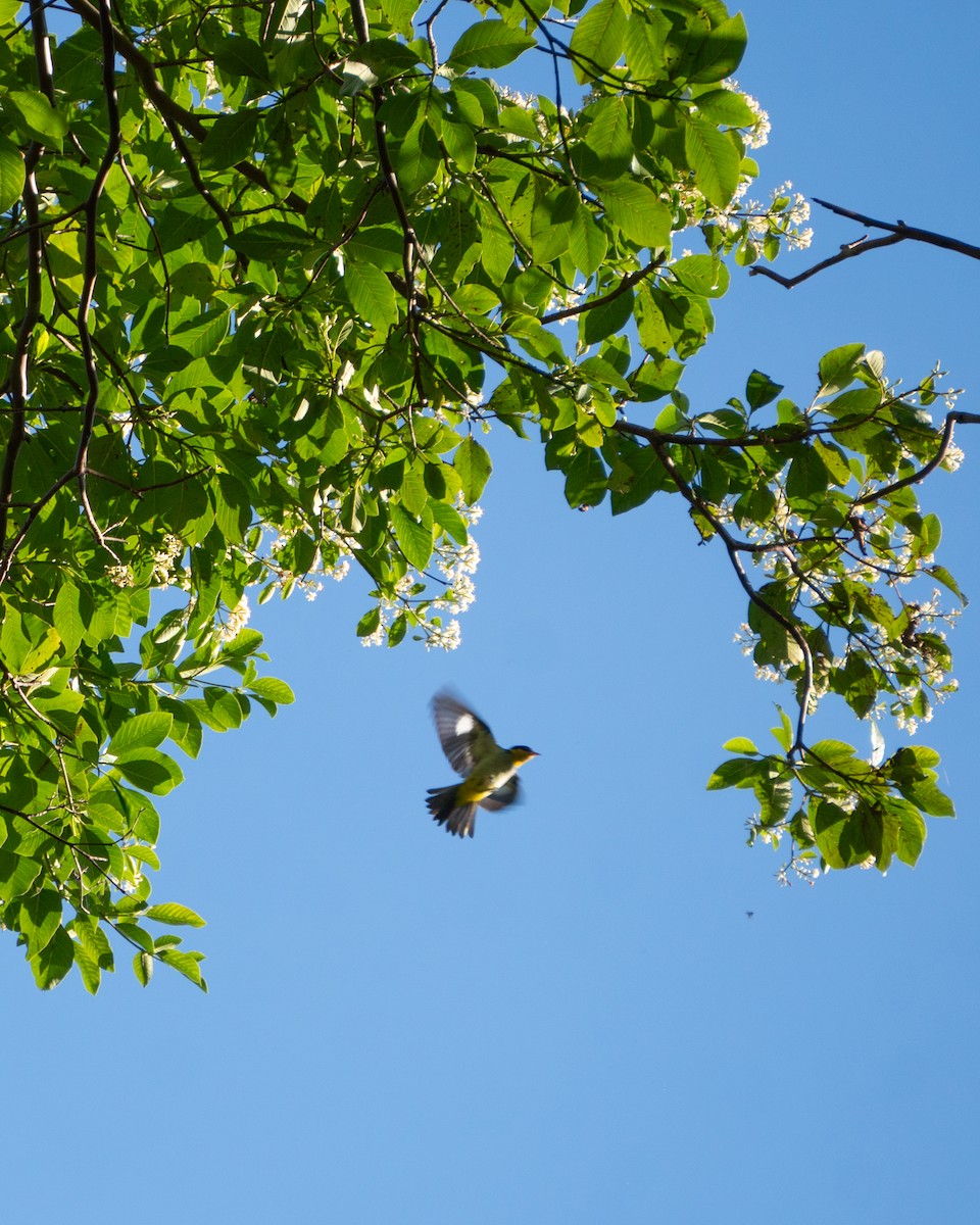 Yellow-backed Tanager - ML637547645