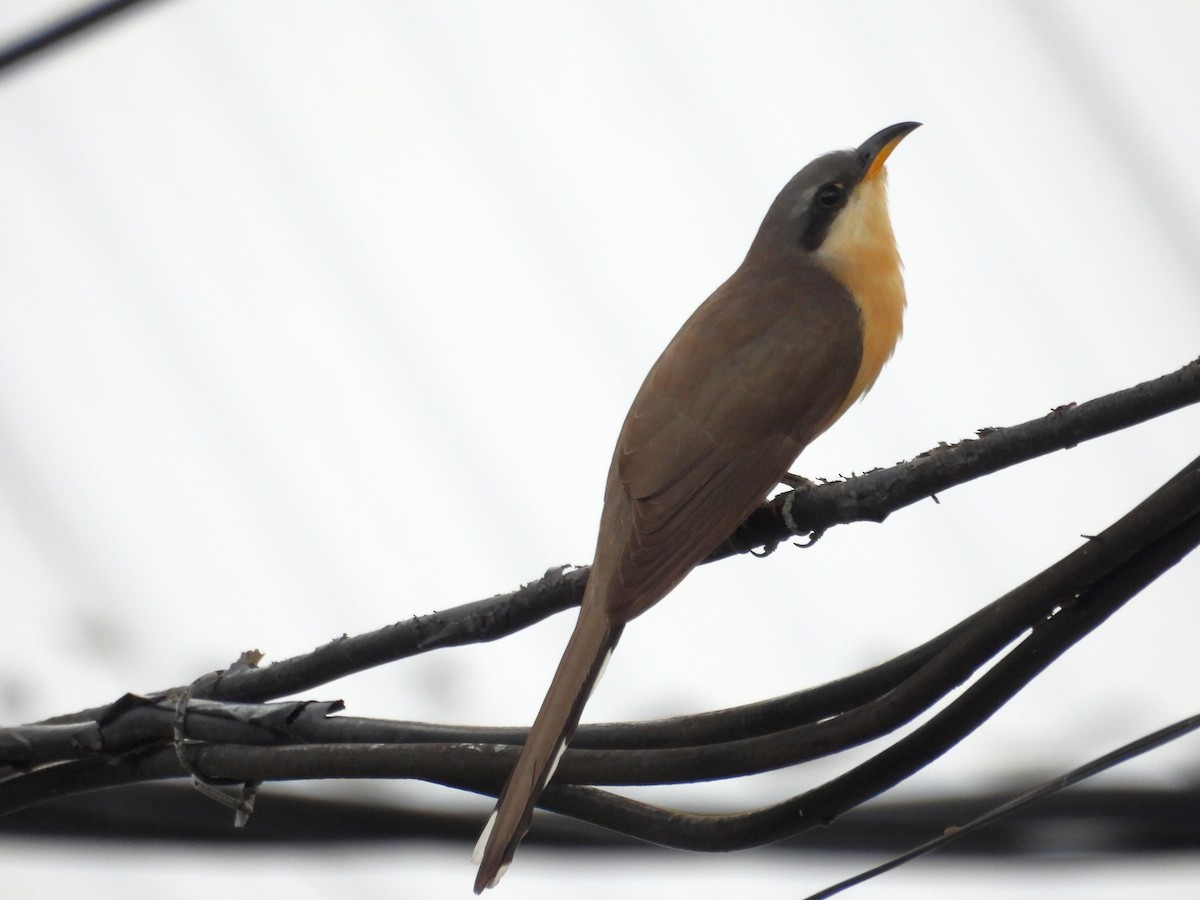 Mangrove Cuckoo - ML637547701