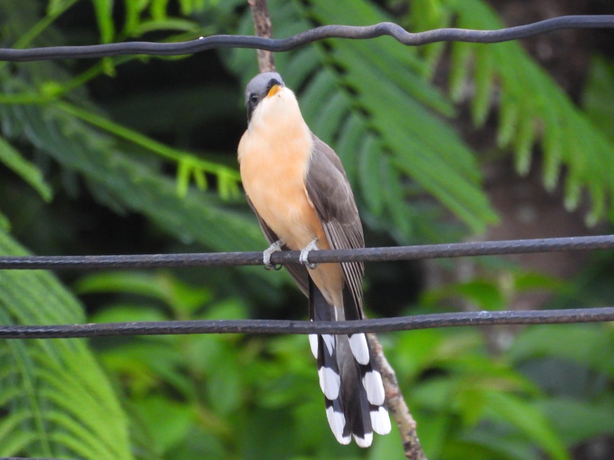 Mangrove Cuckoo - ML637547702