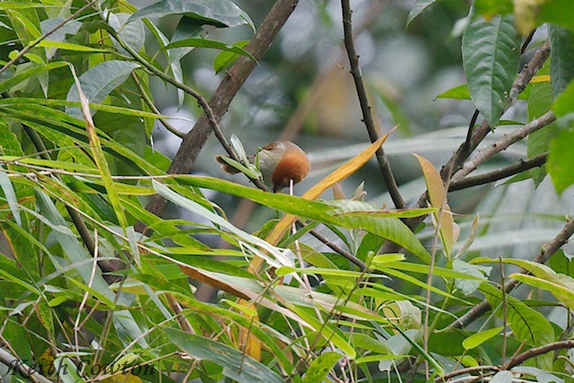 Pale-billed Parrotbill - ML637547726