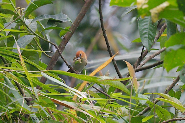 Pale-billed Parrotbill - ML637547734