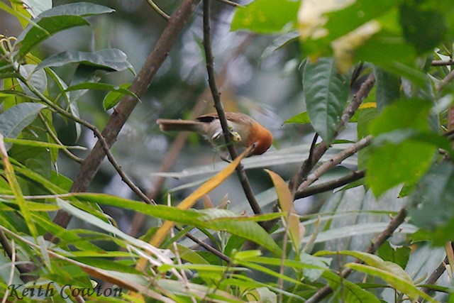 Pale-billed Parrotbill - ML637547749