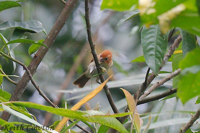 Pale-billed Parrotbill - ML637547750