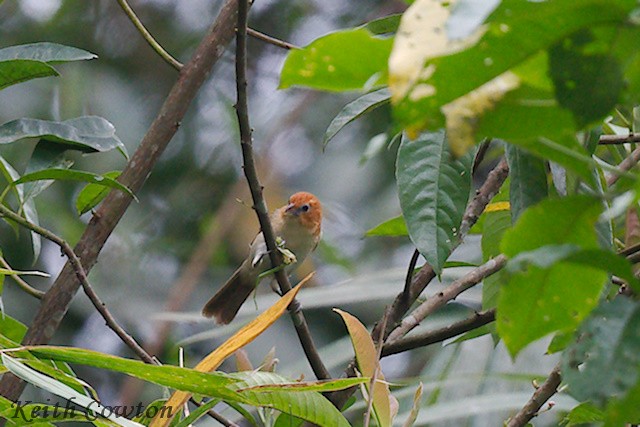 Pale-billed Parrotbill - ML637547751
