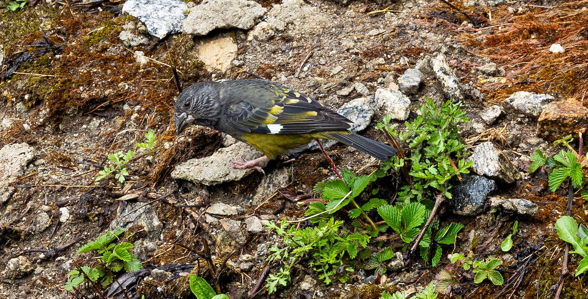 White-winged Grosbeak - ML637547786