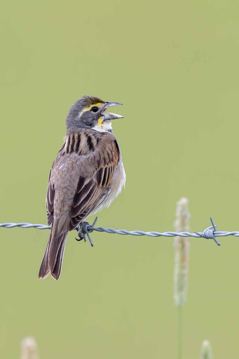 Dickcissel - ML637547847