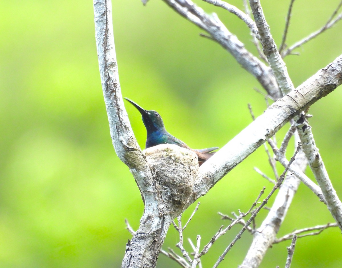 Green-breasted Mango - ML637547910