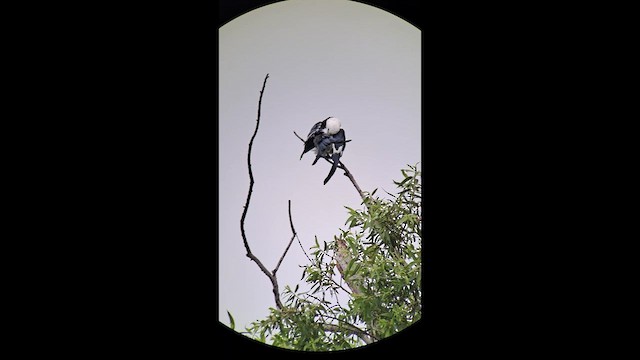 Swallow-tailed Kite - ML637548036