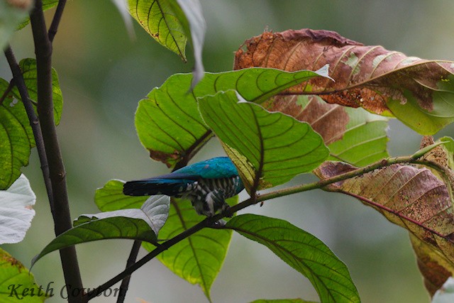 Asian Emerald Cuckoo - ML637548057