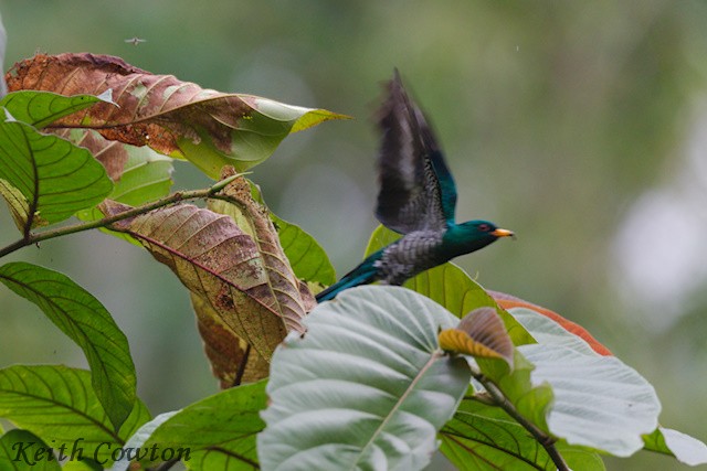 Asian Emerald Cuckoo - ML637548058