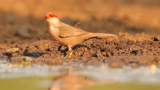 Common Waxbill - ML637548098