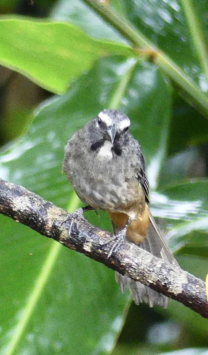 Cinnamon-bellied Saltator - ML637548113