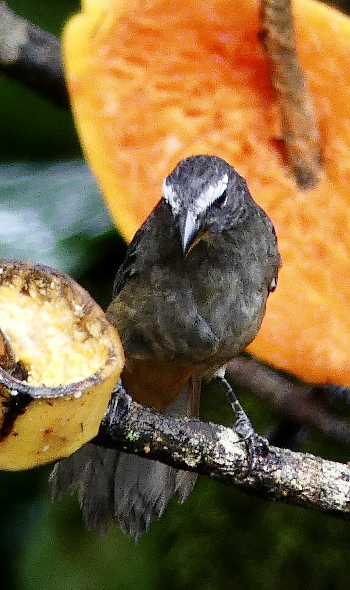 Cinnamon-bellied Saltator - ML637548114