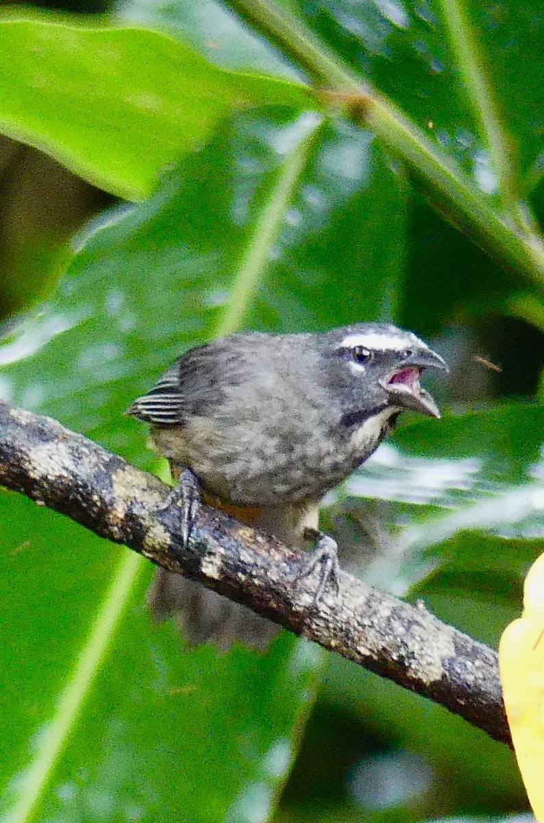 Cinnamon-bellied Saltator - ML637548115