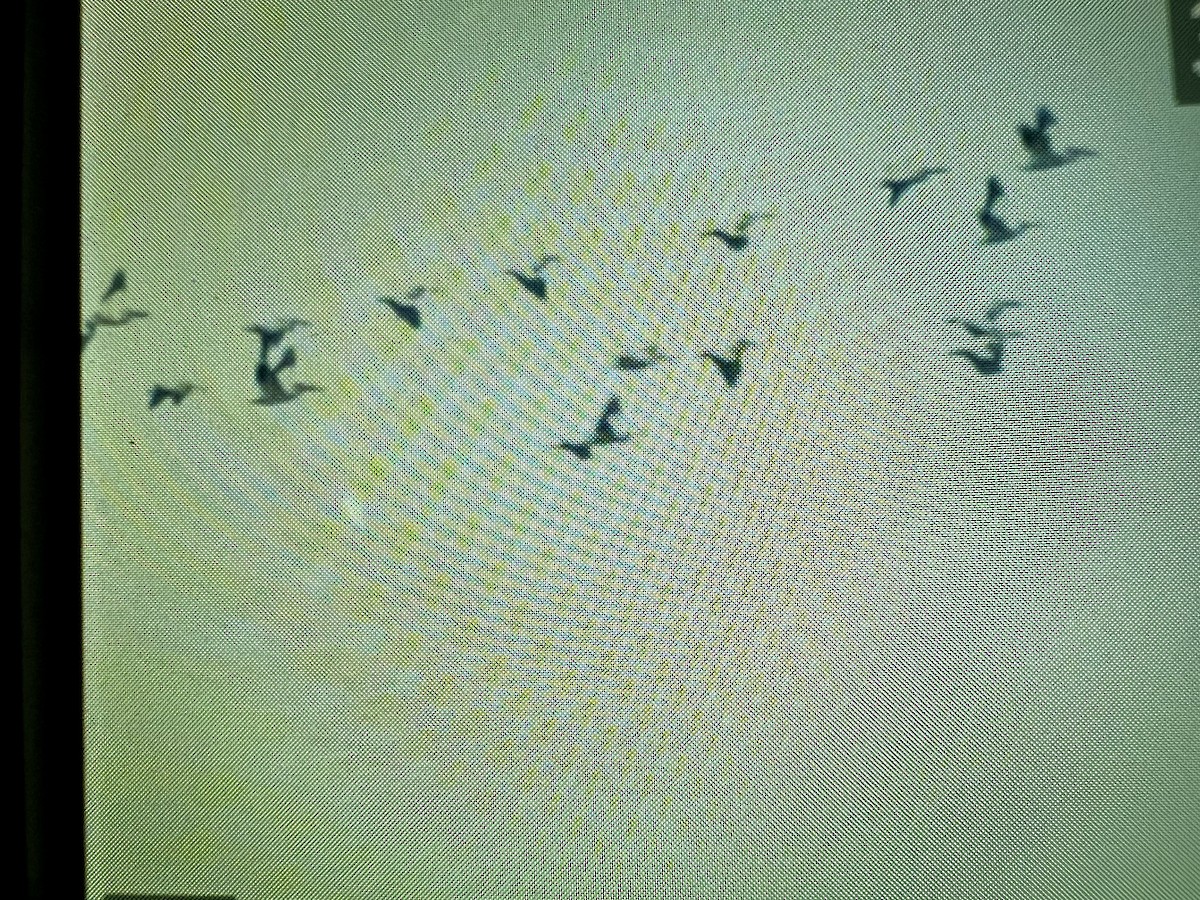 American White Pelican - ML637548118