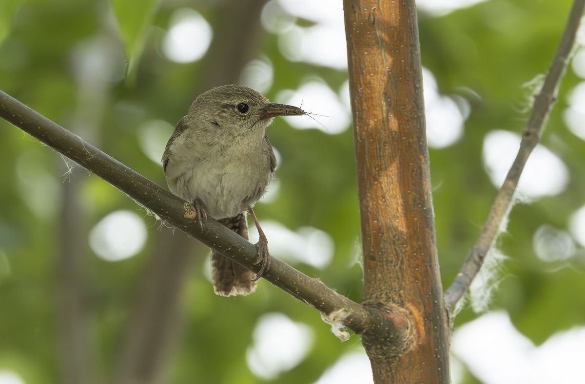 Northern House Wren - ML637548120