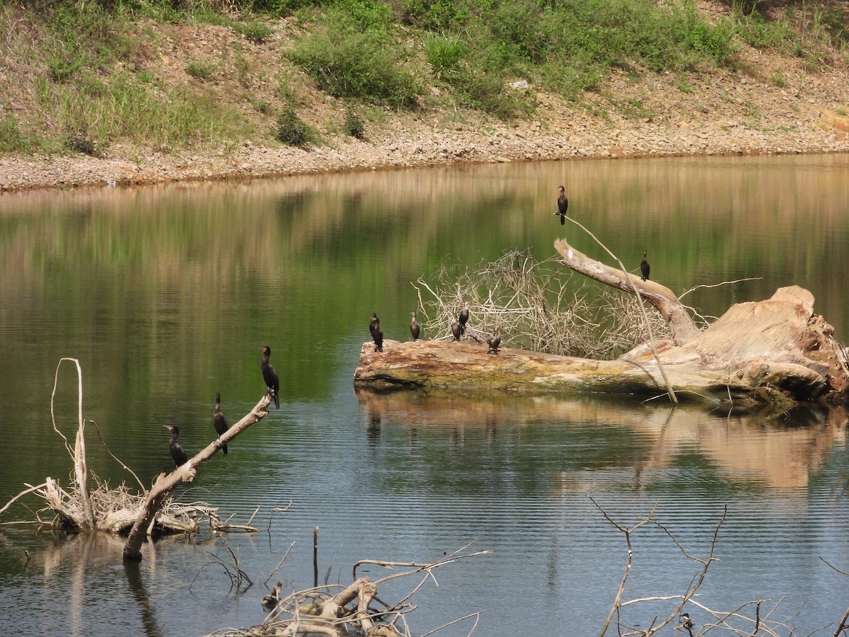 Neotropic Cormorant - ML637548126