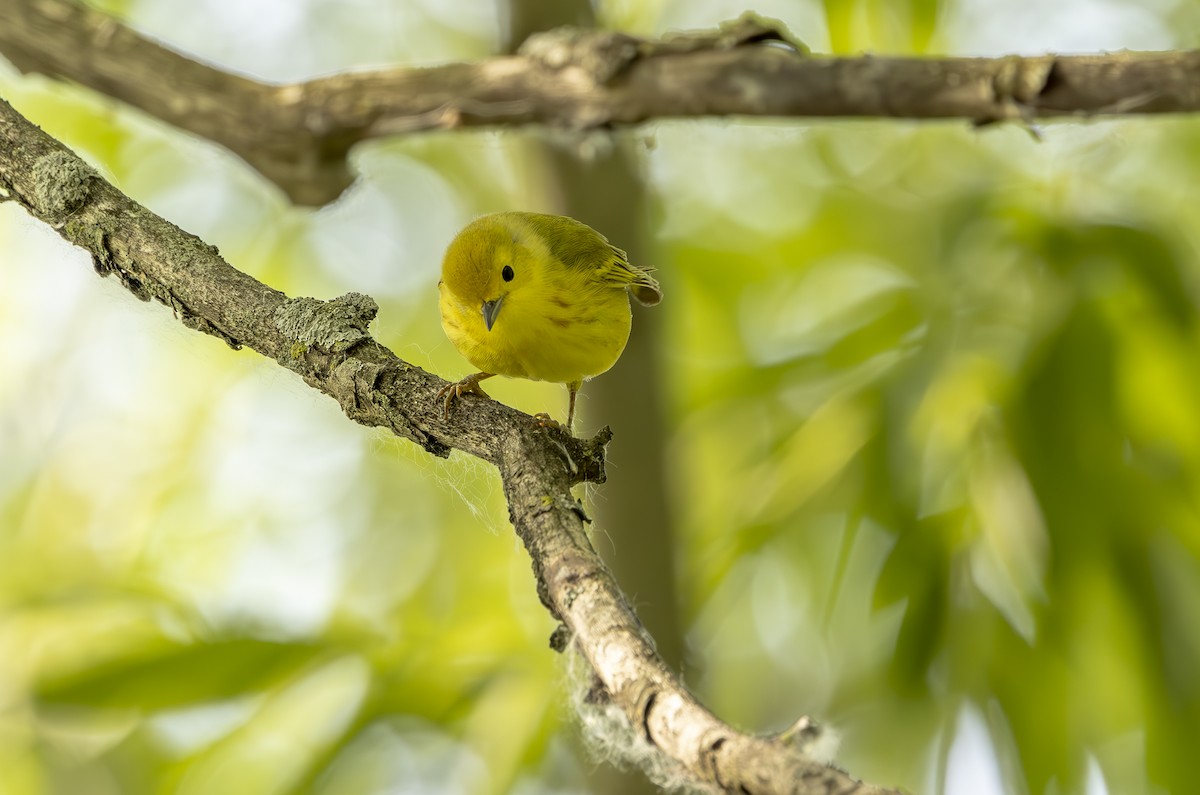 Yellow Warbler - ML637548132