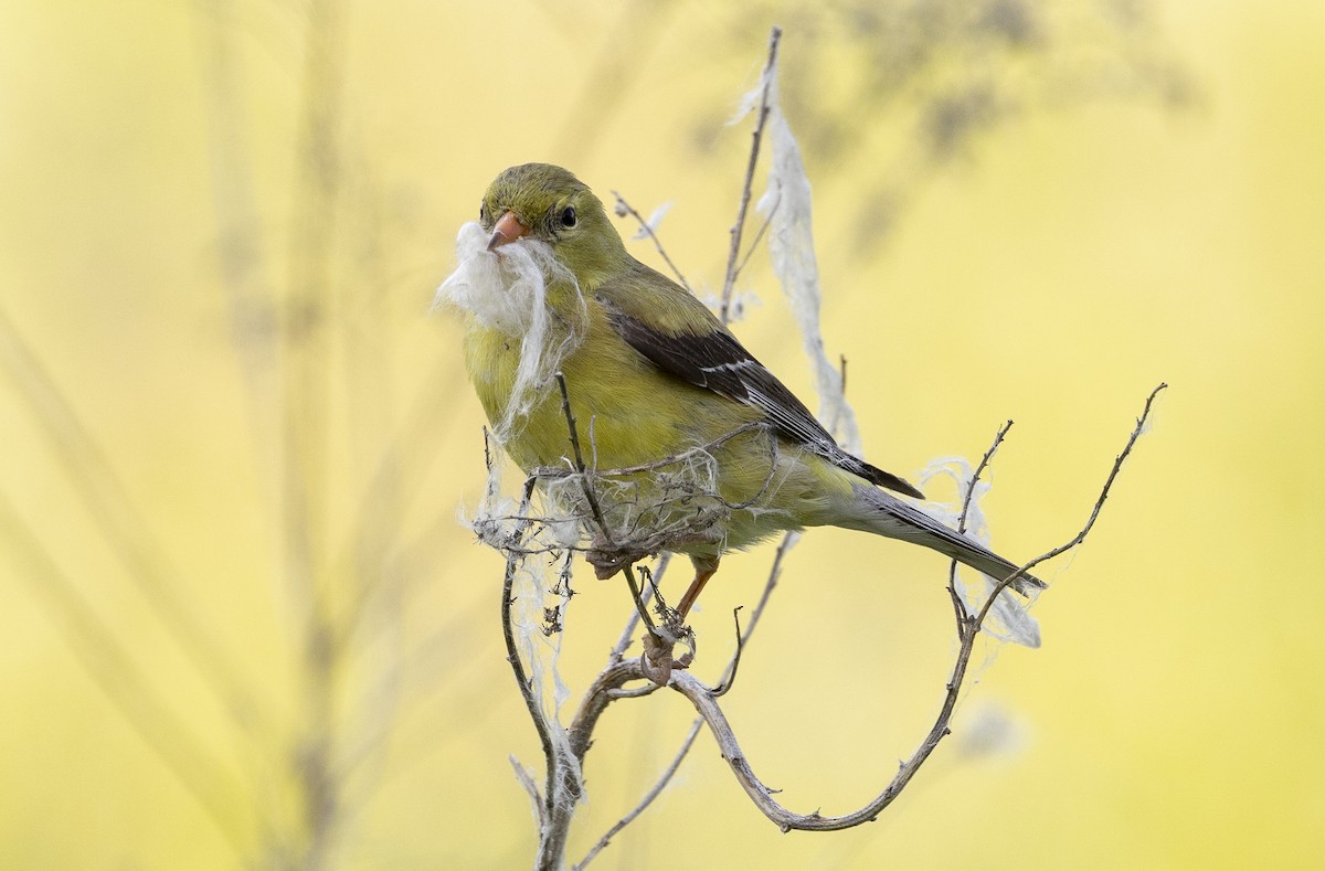 American Goldfinch - ML637548138