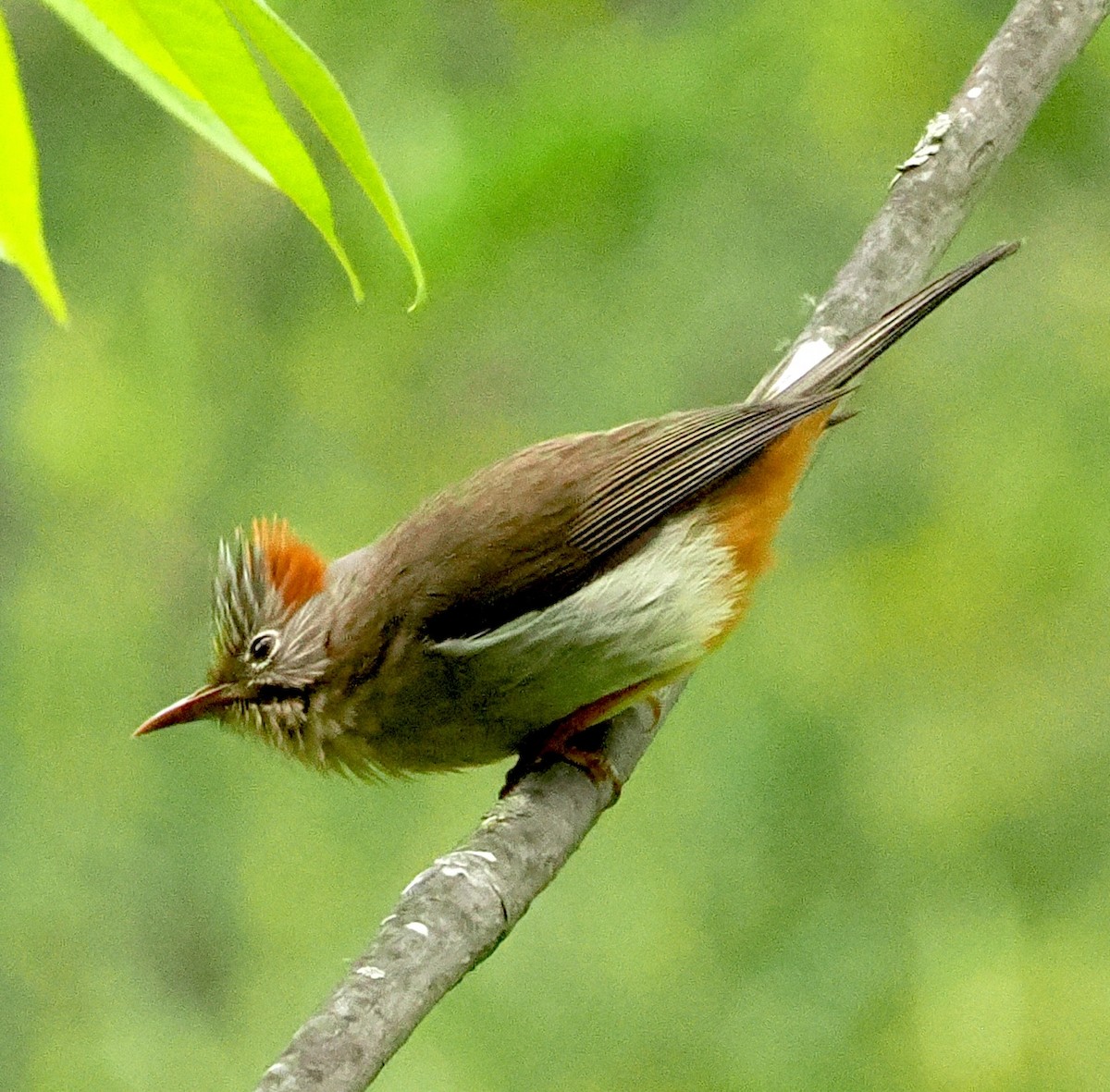 Rufous-vented Yuhina - ML637548161