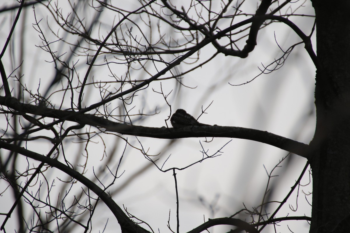 Eastern Whip-poor-will - ML637548182