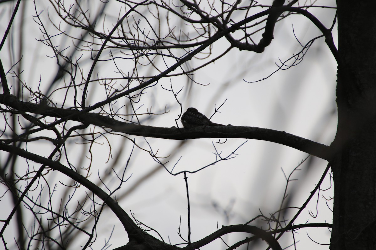 Eastern Whip-poor-will - ML637548183