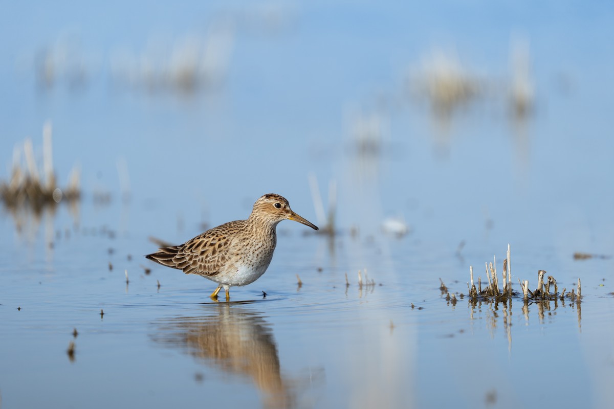 Pectoral Sandpiper - ML637548189