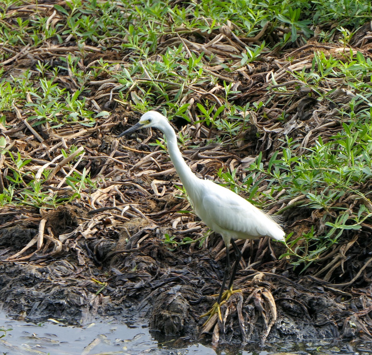 Medium Egret - ML637548235