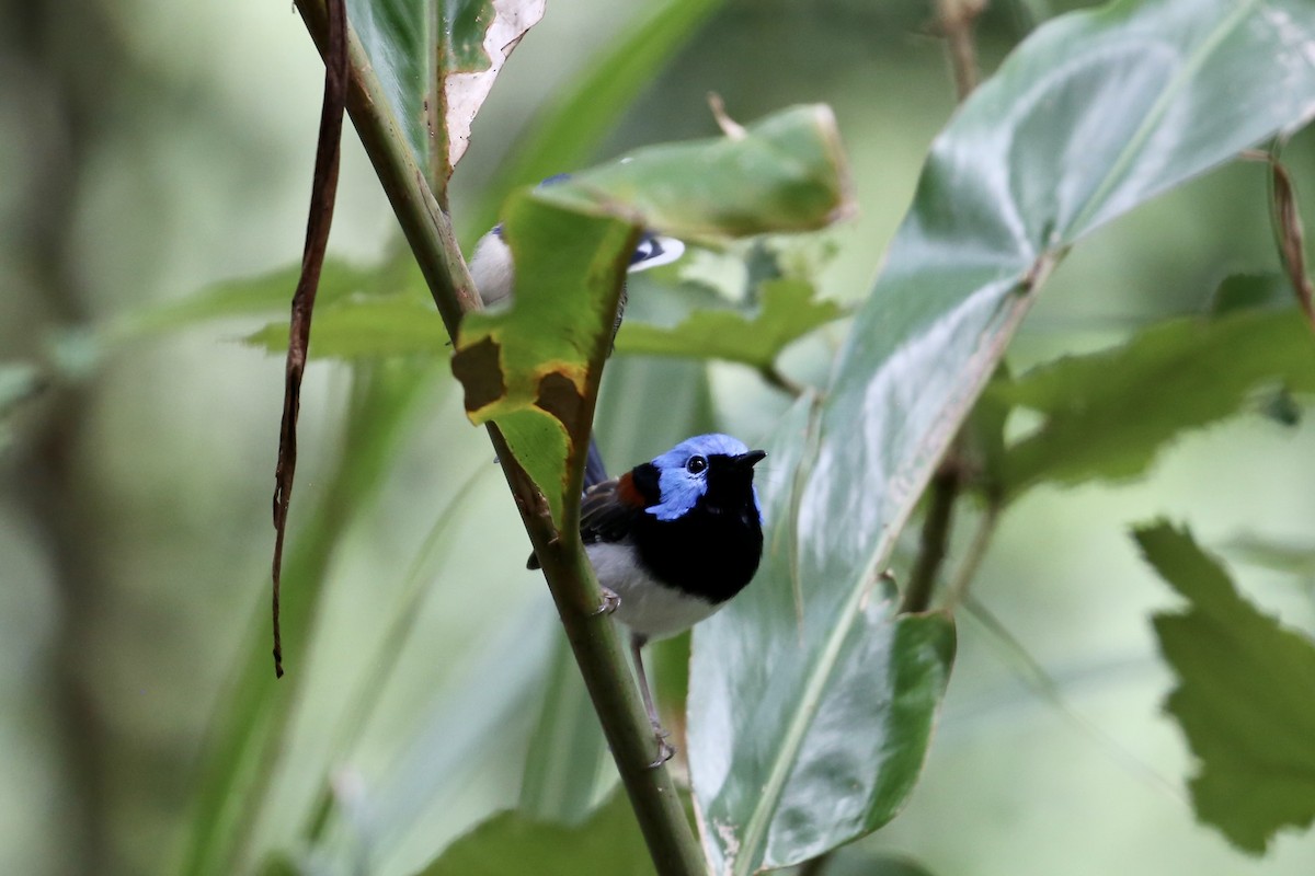 Lovely Fairywren - ML637548282