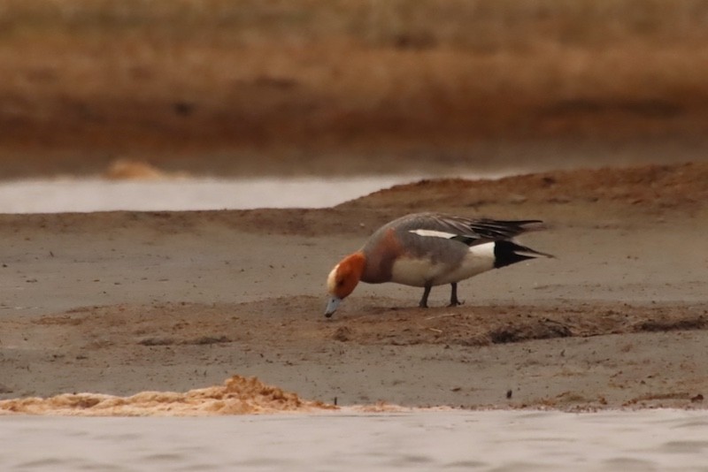 Eurasian Wigeon - ML637548289